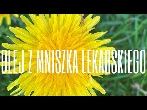 Wideo: Olejek Z Mniszka Lekarskiego: Jak Przechowywać I Stosować