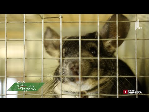 პირველად გადაცემაში #ფერმა -  ეგზოტიკური ცხოველი, შინშილა და რეინჯერი გოგო თეთრიწყაროდან!