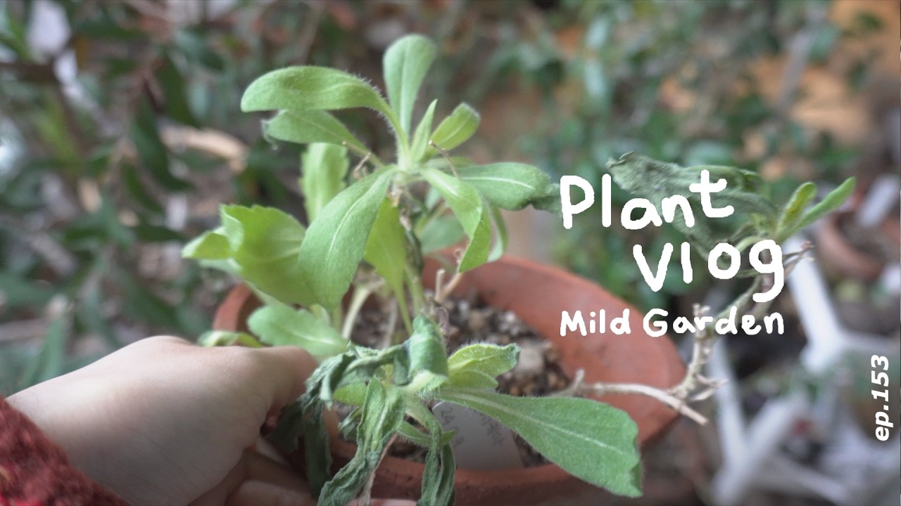 [Plant Vlog] 물 부족일까 냉해일까?☃️ 성큼 자란 튤립의 새해 🌷ep153