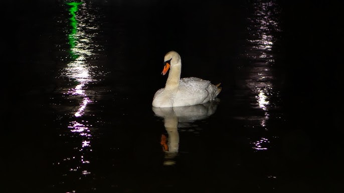 Steinhuder Meer Bird Sanctuary