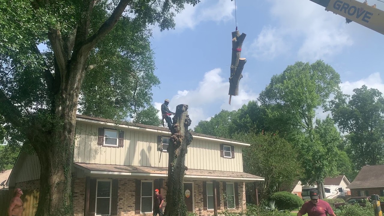 Oak Tree Removal with the Crane - YouTube