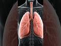 3d animation of lungs #lungs #respiratoryhealth #trendingshorts #ytshorts