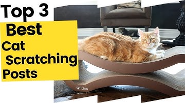 3 Best Cat Scratching Posts to Buy in 2023