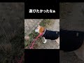 ゴンちゃんの夕方散歩。柴犬２頭襲来！  #shorts #柴犬