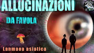 Lanmaoa asiatica il fungo che fa vedere gli gnomi