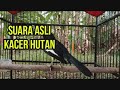 SUARA ASLI KACER HUTAN, BAGUS BUAT PANCINGAN KACER MALAS BUNYI