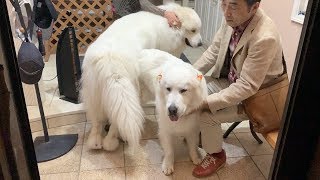 お父さんとお母さんを玄関でお出迎えするルンルンとアラン　Great Pyrenees　グレートピレニーズ