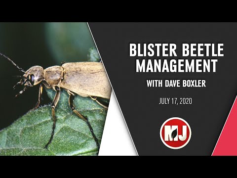 Vídeo: Blister Beetle Bite: Sobre, Fotos, Tratamento E Prevenção