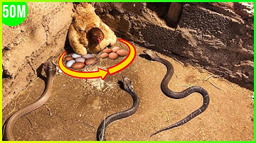 15 Times Snakes Messed With The Wrong Opponent