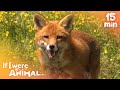 If i were an animal  growing and learning with animals   compilation  wild animal world