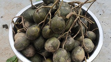 Thu Hoạch Trái Cóc Đúng Thời Điểm Để Làm Giống, Cách Trồng Cóc Thật Đơn Giản