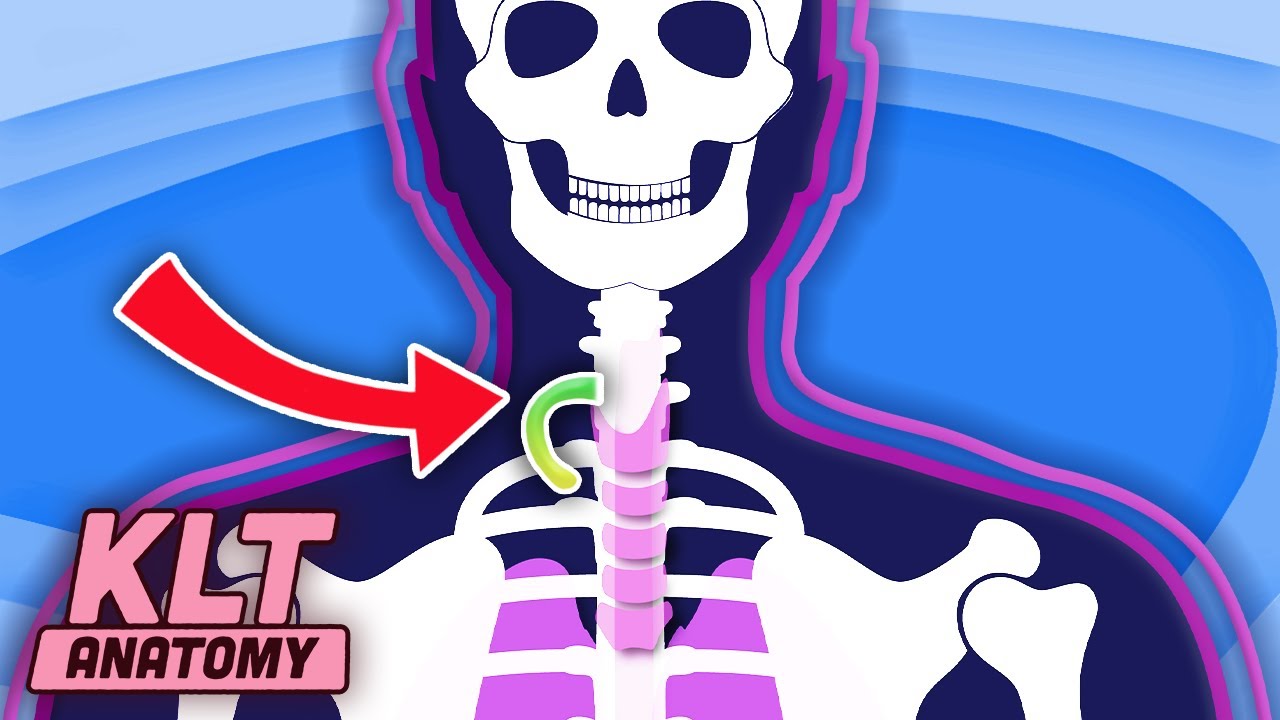 Some Humans Grow SPARE RIBS! KLT Anatomy YouTube