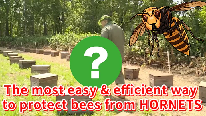 The most easy and efficient way to protect bees from giant hornet