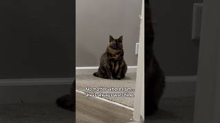 Always being watched no matter where I am in the house 🤣 #cat #animals #watched #funny