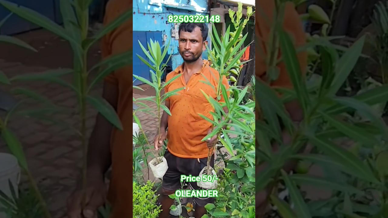 Red Oleander with Price in Galiff Street Market 