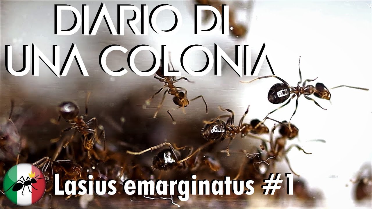 Lasius emarginatus #1 - Diario | Ants Italia (AI)