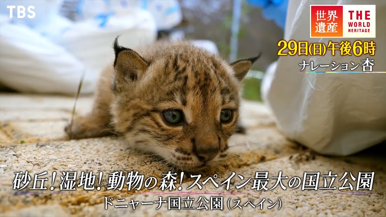 世界遺産』1/29(日) ドニャーナ国立公園 〜 砂丘 湿地 動物の森