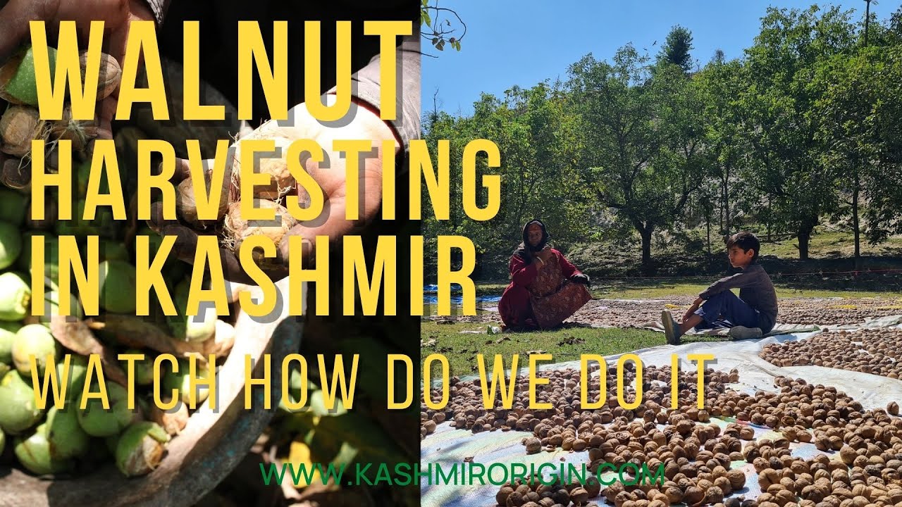 Kashmiri Walnuts Harvesting of walnuts walnut Harvesting Story