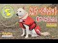 【犬】防寒対策！犬用サーモジャケットを着せてみました！