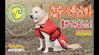 【犬】防寒対策！犬用サーモジャケットを着せてみました！