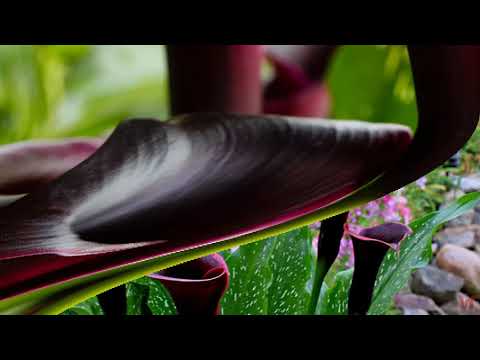 Калла,Зантедеския (Zantedeschia)