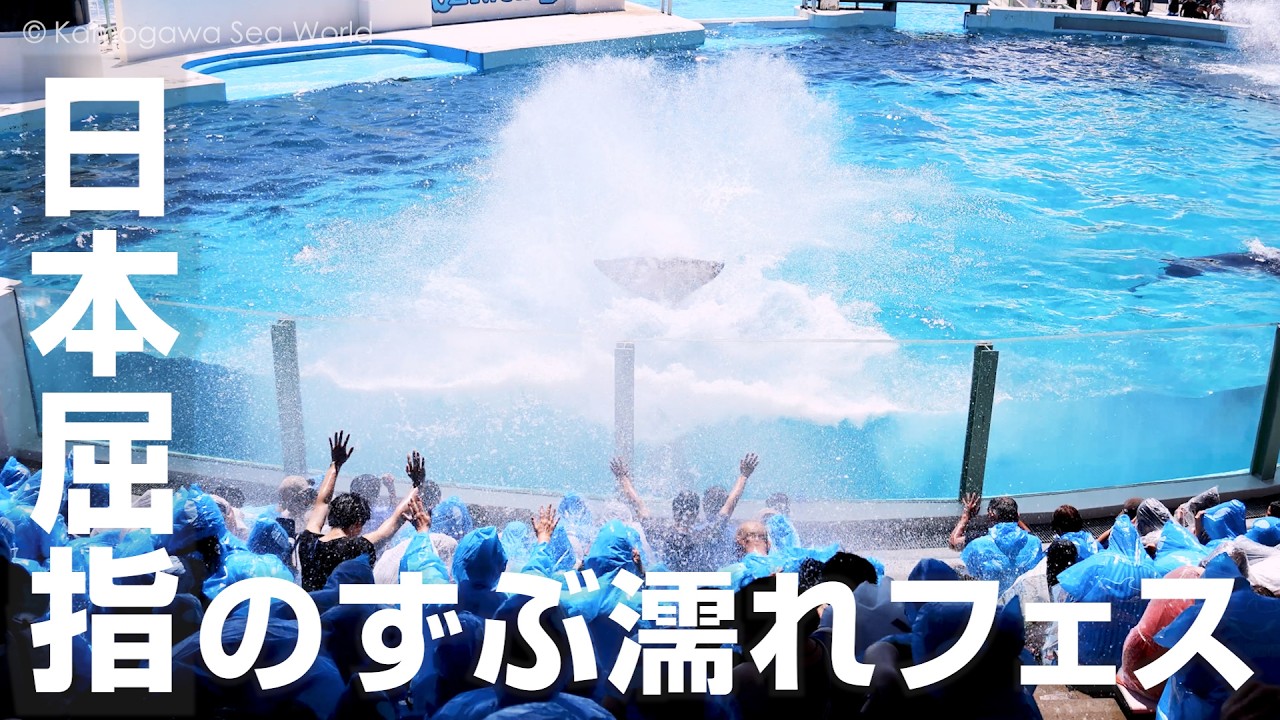 サマースプラッシュ』開催中！！｜鴨川シーワールド-東京・千葉の