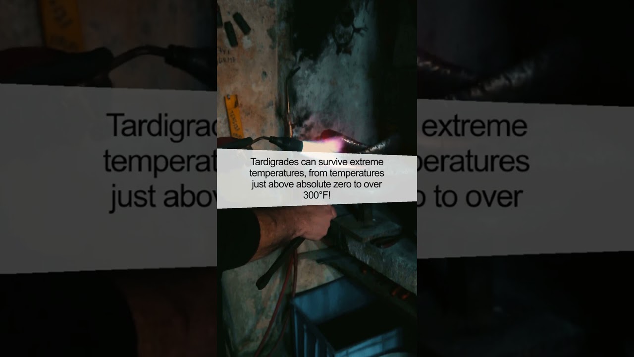 The Remarkable Water Bear: Nature's Toughest Survivor!