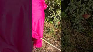 Drenching Technology in Pomegranate to control Wilt and Nematode.