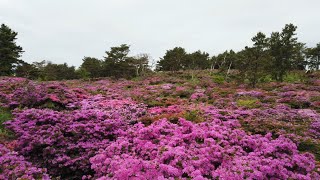 【見頃】万年山のミヤマキリシマ群生地　2024.5.23　大分県玖珠町