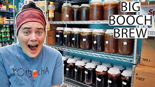 Massive Kombucha Brew | 40 Gallons of Kombucha at Home VLOG | Fermented Homestead