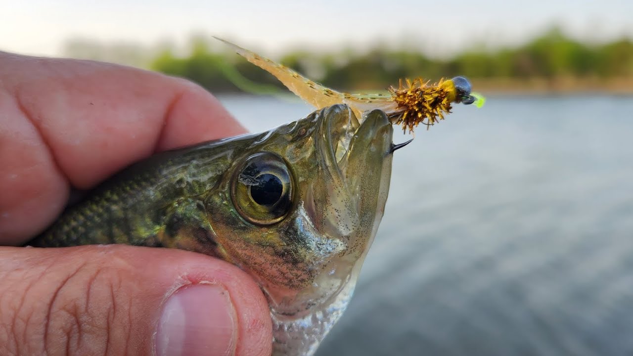 NSF-Jig is a choke hazard for fish!! I like it!! - YouTube
