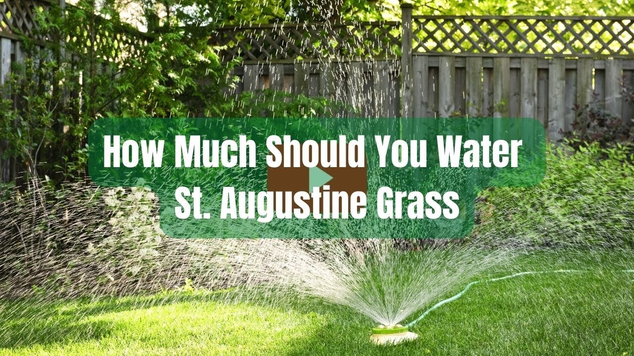 How Much Should You Water St Augustine And Other Grass Houston Grass how-much-should-you-water-st-augustine-and-other-grass-houston-grass