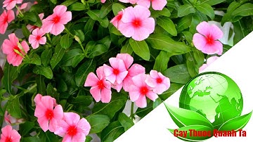 Bài thuốc quý từ cây Dừa Cạn trị bệnh hiệu quả -  Cay Thuoc Quanh Ta