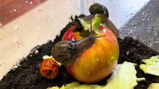 Snails on an apple