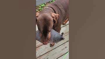 Dog Brings New Armadillo Friend