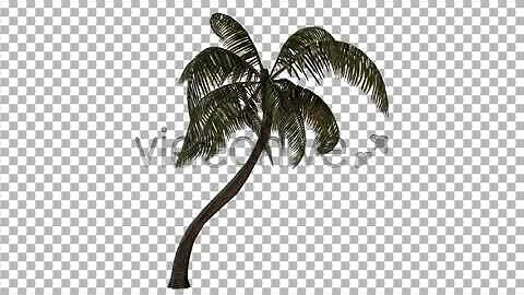 Palm Tree | Motion Graphics - Envato elements