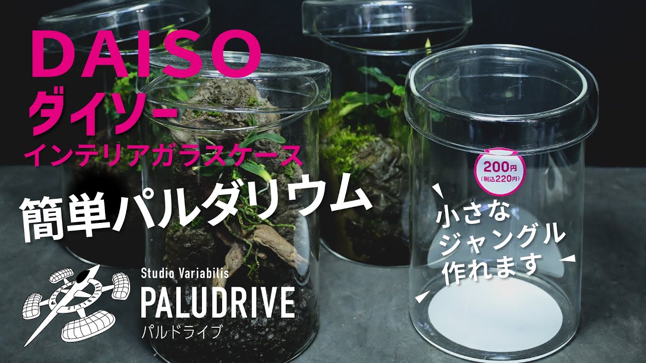 LIVE ] DAISO（ダイソー）のインテリアガラスケースを使って簡単本格