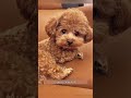 The dog refused to admit he was adopted#dog#funny#funnyanimals#funnypets#usa🇺🇸