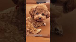 The dog refused to admit he was adopted#dog#funny#funnyanimals#funnypets#usa🇺🇸