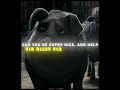 Animal Farm in theaters May 1 #edit #shortsfeed #shortvideo #shortsviral #animal