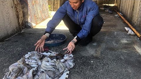 Chia sẻ toàn bộ kinh nghiệm về câu bạch tuộc, cách chế,độ thêm mồi câu siêu nhạy, giờ câu và cần máy