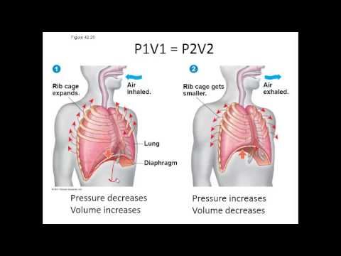 Respiration in Mammals