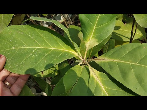 Video: Ce este planta bahera?