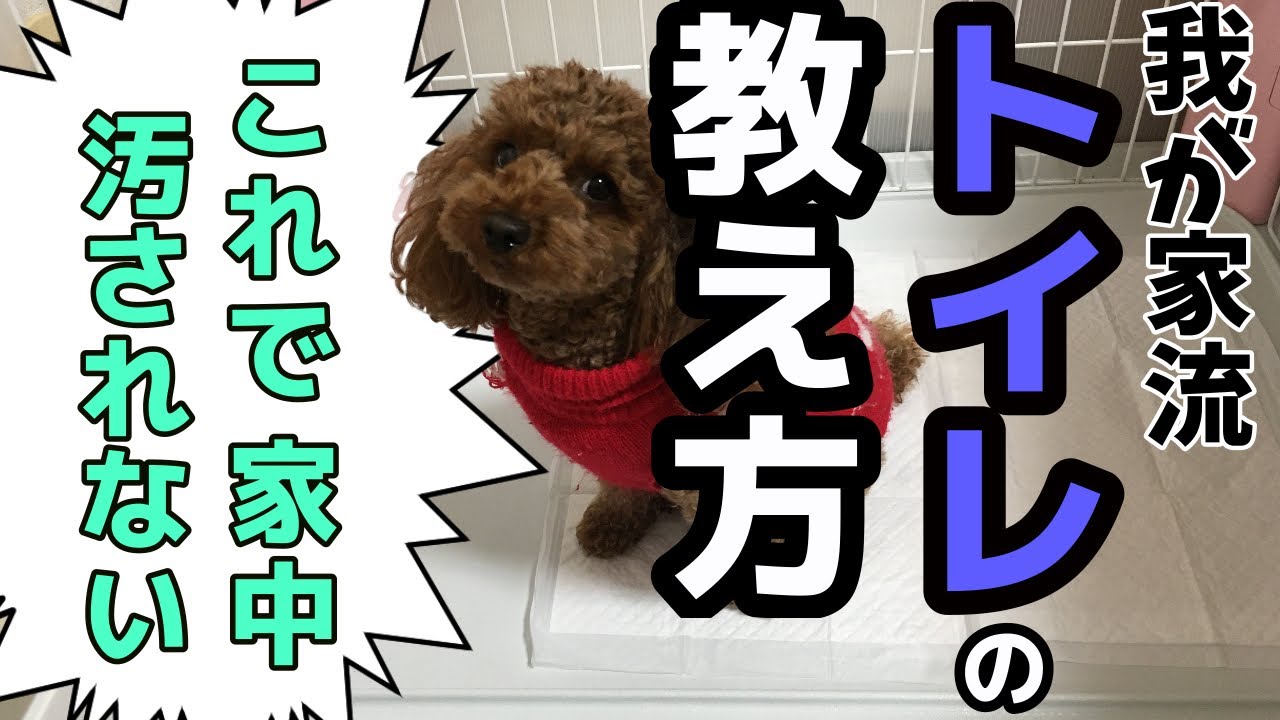 【トイプードル】子犬 我が家流トイレのおぼえさせ方 あちこちでさせない方法とは?!概要欄も見てね🐶【犬】 YouTube