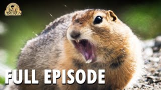 Wild America | S10 E5 'Just Little Varmints' | Full Episode | FANGS