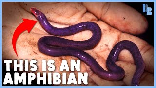 Caecilians Eat Their Mothers (a little bit) by Bizarre Beasts 62,023 views 2 months ago 8 minutes, 48 seconds