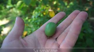 Mini Kiwi W Ogrodzie, Owoce Mini Kiwi, Polskie Kiwi, #Borówkapolska