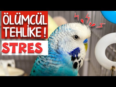 Video: Kuşlar ve Egzotik Hayvanlar İçin Stresiz Muayene için 10 Tavsiye