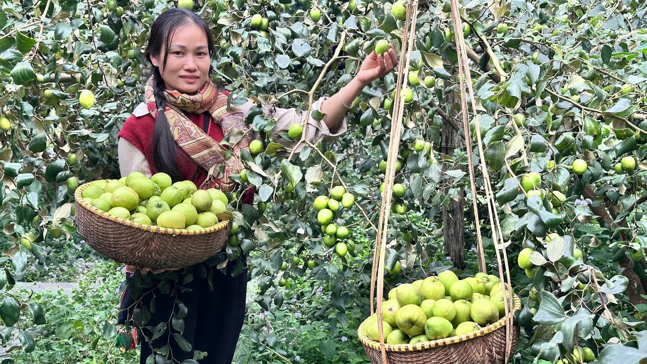 Harvest Green Apples & Make Beef Jerky for 300 Days of Food