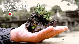 Make a palm-sized bonsai with stones [Bonsai Q]